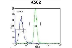 Flow cytometric analysis of K562 cells using LRRC63 Antibody (C-term) Cat. (LRRC63 anticorps  (C-Term))