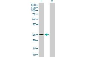 Western Blot analysis of NECAB2 expression in transfected 293T cell line by NECAB2 MaxPab polyclonal antibody. (NECAB2 anticorps  (AA 1-239))