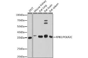 Western blot analysis of extracts of various cell lines, using RPB3/POLR2C antibody (ABIN7269458) at 1:500 dilution. (POLR2C anticorps)