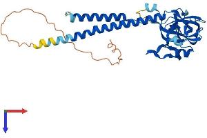 AlphaFold protein structure predicition of Mouse Recombinant Surf1 Protein, UniprotID P09925