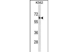 Western blot analysis in K562 cell line lysates (35ug/lane). (FZD7 anticorps  (AA 202-229))