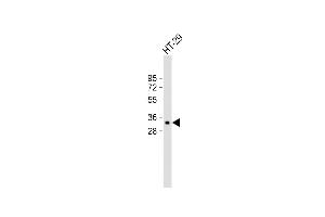 Anti-MyD88 Antibody (Center) at 1:2000 dilution + HT-29 whole cell lysate Lysates/proteins at 20 μg per lane. (MYD88 anticorps  (AA 136-164))