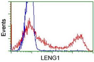 HEK293T cells transfected with either RC204931 overexpress plasmid (Red) or empty vector control plasmid (Blue) were immunostained by anti-LENG1 antibody (ABIN2454706), and then analyzed by flow cytometry. (Leng1 anticorps)