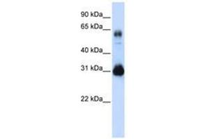 Image no. 1 for anti-SRY (Sex Determining Region Y)-Box 15 (SOX15) (C-Term) antibody (ABIN6740337) (SOX15 anticorps  (C-Term))