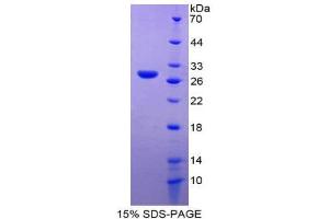 SDS-PAGE (SDS) image for Glutathione S-Transferase omega 1 (GSTO1) (AA 24-233) protein (His tag) (ABIN2125020) (GSTO1 Protein (AA 24-233) (His tag))
