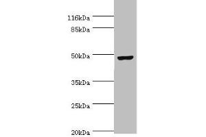 Western blot All lanes: CKMT2 antibody at 6 μg/mL + Hela whole cell lysate Secondary Goat polyclonal to rabbit IgG at 1/10000 dilution Predicted band size: 48 kDa Observed band size: 48 kDa (CKMT2 anticorps  (AA 40-230))
