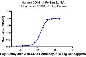Immobilized Human CD161, hFc Tag at 0. (CD161 Protein (AA 67-225) (Fc Tag))