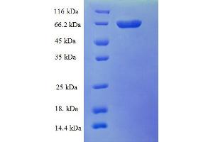 SDS-PAGE (SDS) image for RAD23 Homolog A (RAD23A) (AA 1-363), (full length) protein (GST tag) (ABIN5710213)