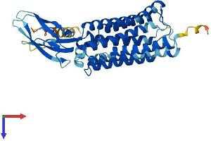 AlphaFold protein structure predicition of Mouse Recombinant Ctns Protein, UniprotID P57757