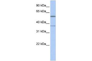 WB Suggested Anti-RXRA Antibody Titration:  0. (Retinoid X Receptor alpha anticorps  (C-Term))