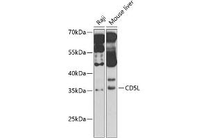 Western blot analysis of extracts of various cell lines, using CD5L antibody (ABIN6130079, ABIN6138212, ABIN6138213 and ABIN6221817) at 1:1000 dilution. (CD5L anticorps  (AA 20-347))