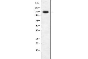 Western blot analysis of BMS1 using Jurkat whole cell lysates (BMS1 anticorps  (C-Term))
