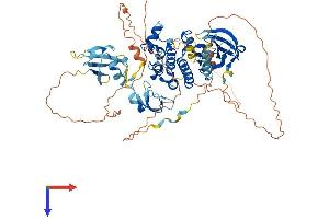 AlphaFold protein structure predicition of Human Recombinant RAF1 Protein, UniprotID P04049