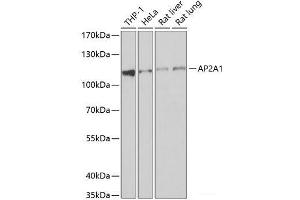 Western blot analysis of extracts of various cell lines using AP2A1 Polyclonal Antibody at dilution of 1:1000. (alpha Adaptin anticorps)