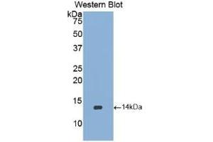 Western blot analysis of the recombinant protein. (BMP2 anticorps  (AA 284-388))