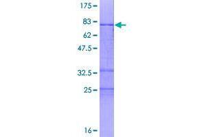 Image no. 1 for Zinc Finger Protein 331 (ZNF331) (AA 1-463) protein (GST tag) (ABIN1326111)
