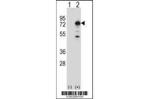 Western blot analysis of PPEF1 using rabbit polyclonal PPEF1 Antibody using 293 cell lysates (2 ug/lane) either nontransfected (Lane 1) or transiently transfected (Lane 2) with the PPEF1 gene. (PPEF1 anticorps  (AA 298-327))