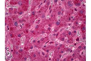 Anti-LDHA antibody IHC of human liver.