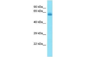 Host: Rabbit Target Name: CCDC155 Sample Type: Fetal Heart lysates Antibody Dilution: 1. (CCDC155 anticorps  (C-Term))