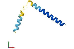 AlphaFold protein structure predicition of Human Recombinant PLN Protein, UniprotID P26678