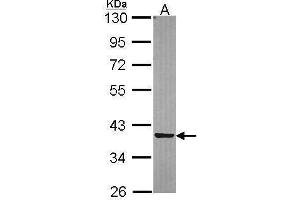 WB Image Sample (30 ug of whole cell lysate) A: A549 10% SDS PAGE antibody diluted at 1:5000 (TP53I3 anticorps)