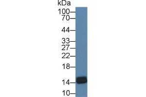 Western blot analysis of Chicken Thymus lysate, using Chicken FABP4 Antibody (1 µg/ml) and HRP-conjugated Goat Anti-Rabbit antibody ( (FABP4 anticorps  (AA 1-125))
