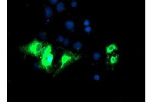 Anti-KCNJ3 mouse monoclonal antibody (ABIN2455488) immunofluorescent staining of COS7 cells transiently transfected by pCMV6-ENTRY KCNJ3 (RC205322). (KCNJ3 anticorps  (AA 279-501))