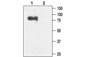 anti-Small Conductance Calcium-Activated Potassium Channel Protein 3 (KCNN3) (AA 2-21), (Intracellular) antibody