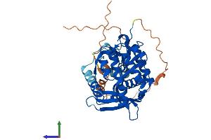 AlphaFold protein structure predicition of Mouse Recombinant Exo5 Protein, UniprotID Q9CXP9
