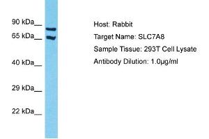 Host: Rabbit Target Name: SLC7A8 Sample Tissue: Human 293T Whole Cell Antibody Dilution: 1ug/ml