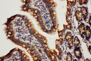 Anti-Cpn10 antibody, IHC(P) IHC(P): Rat Intestine Tissue