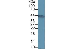 Detection of GS in Mouse Colon lysate using Polyclonal Antibody to Glutamine synthetase (GS) (GLN1 anticorps  (AA 1-373))