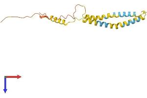 AlphaFold protein structure predicition of Mouse Recombinant Ociad2 Protein, UniprotID Q9D8W7