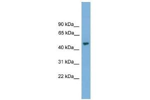 NARF antibody used at 0. (NARF anticorps  (Middle Region))