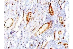 Image no. 1 for anti-CD34 (CD34) antibody (ABIN6185925) (CD34 anticorps)