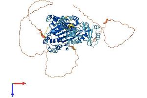AlphaFold protein structure predicition of Mouse Recombinant Ddx50 Protein, UniprotID Q99MJ9
