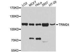 Western blot analysis of extracts of various cell lines, using TRIM24 antibody.