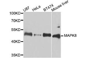 Western blot analysis of extracts of various cell lines, using MAPK8 antibody.