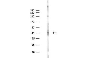 anti-Dual Specificity Phosphatase 1/4 (DUSP1/4) (pSer296), (pSer318) antibody