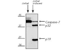 Western Blotting (WB) image for anti-Caspase 7, Apoptosis-Related Cysteine Peptidase (CASP7) antibody (ABIN7211372) (Caspase 7 anticorps)