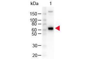 Western Blot of Peroxidase conjugated Goat anti-Monkey IgM mu antibody. (Chèvre anti-Singe IgM (Chain mu) Anticorps (HRP))
