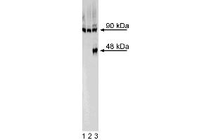 Western blot analysis of FoxA2 in definitive endoderm derived from human embryonic stem (ES) cells. (FOXA2 anticorps)