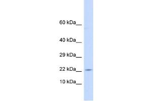 Host:  Rabbit  Target Name:  CRH  Sample Type:  Placenta lysates  Antibody Dilution:  1. (CRH anticorps  (C-Term))
