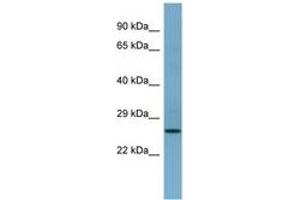 Image no. 1 for anti-APAF1 Interacting Protein (APIP) (AA 143-192) antibody (ABIN6741857) (APIP anticorps  (AA 143-192))