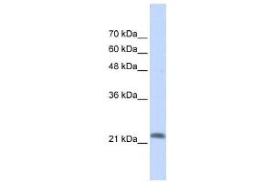 Western Blotting (WB) image for anti-RAS-Like, Family 10, Member A (RASL10A) antibody (ABIN2459520) (RASL10A anticorps)