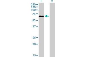 Western Blot analysis of ATF7 expression in transfected 293T cell line by ATF7 MaxPab polyclonal antibody. (AFT7 anticorps  (AA 1-483))