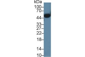 Western blot analysis of Mouse Heart lysate, using Mouse ORM2 Antibody (1 µg/ml) and HRP-conjugated Goat Anti-Rabbit antibody ( (Orosomucoid 2 anticorps  (AA 19-207))