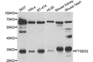Western blot analysis of extracts of various cell lines, using PTGES2 antibody (ABIN5974292) at 1/1000 dilution. (PTGES2 anticorps)