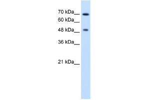 WB Suggested Anti-RAD23A Antibody Titration:  2. (RAD23A anticorps  (N-Term))