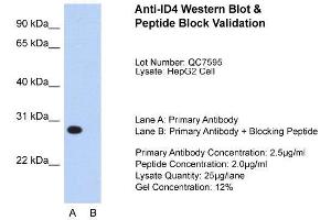Host:  Rabbit  Target Name:  ID4  Sample Type:  HepG2  Lane A:  Primary Antibody  Lane B:  Primary Antibody + Blocking Peptide  Primary Antibody Concentration:  2. (ID4 anticorps  (N-Term))